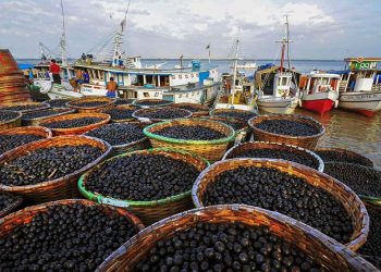 Com produção em alta no Amazonas, açaí é  reconhecido oficialmente como fruta autenticamente brasileira