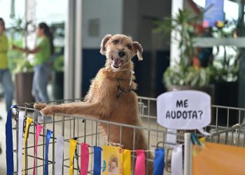 Sepet leva evento de adoção e vacinação animal  ao Shopping Ponta Negra no sábado