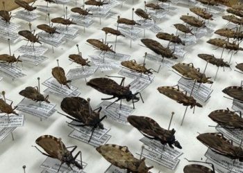 FVS-RCP reforça orientações sobre  Doença de Chagas na Amazônia