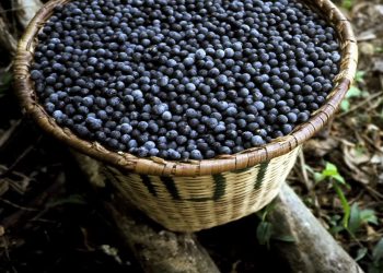 Açaí e guaraná recebem reconhecimento internacional,  entrando para ranking de 100 melhores frutas do mundo