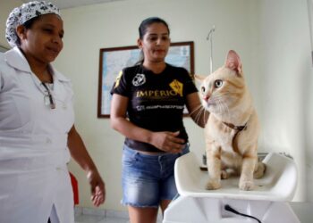 Prefeitura abre vagas para castração de cães  e gatos no CCZ Manaus nesta quarta-feira